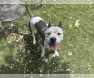 American Pit Bull Terrier Dogs for adoption in Chula Vista, CA, USA