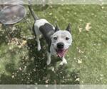 Small American Pit Bull Terrier