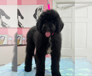 Poodle (Standard) Puppy for sale in CLAIR MEL CITY, FL, USA