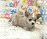 Small #8 Chihuahua