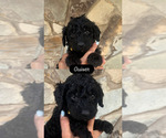 Puppy Ouiser Goldendoodle