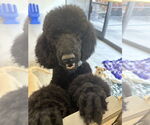 Small Poodle (Standard)