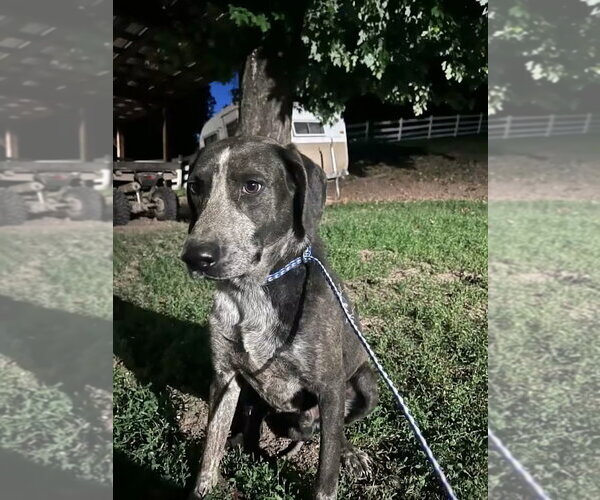 Medium Photo #2 Mutt Puppy For Sale in Monterey, VA, USA