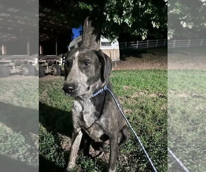 Bashful - rehome - Male Mutt Dog for Adoption - Photo #2