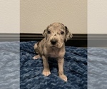 Small Photo #1 Great Dane Puppy For Sale in SHREVEPORT, LA, USA