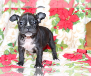 Faux Frenchbo Bulldog Puppy for sale in SHILOH, OH, USA
