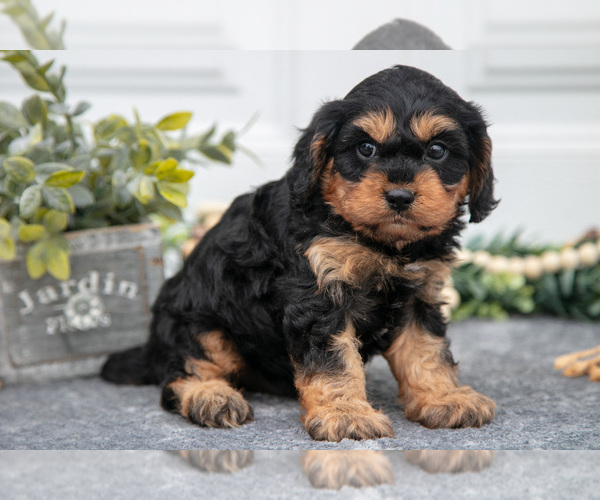 Medium Photo #3 Cavapoo Puppy For Sale in SHILOH, OH, USA