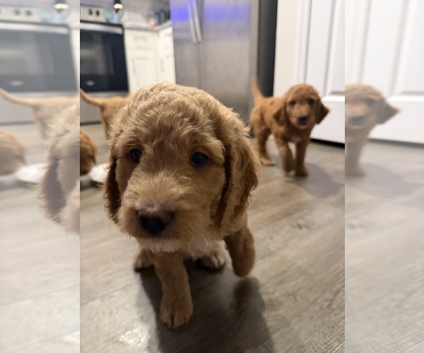 Medium Photo #5 Goldendoodle mix (+ Poodle Standard) Puppy For Sale in SEFFNER, FL, USA