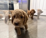 Small #4 Goldendoodle mix (+ Poodle Standard)