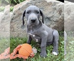 Small #1 Great Dane