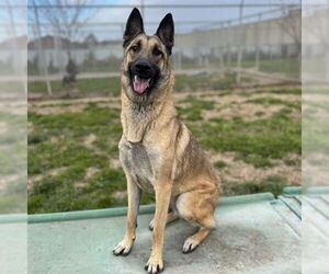 German Shepherd Dog Dogs for adoption in Modesto, CA, USA