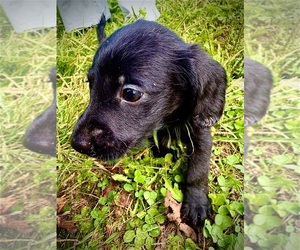 Doxiepoo (Standard) Puppy for sale in BLMGTN, IN, USA