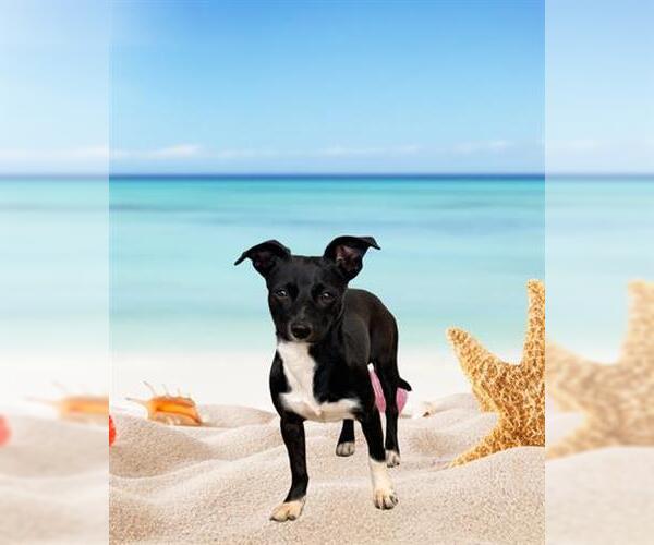 Medium Photo #1 Mutt Puppy For Sale in San Martin, CA, USA