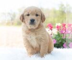 Image preview for Ad Listing. Nickname: Murphy