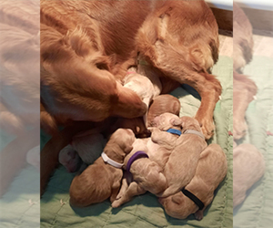 Mother of the Goldendoodle puppies born on 12/17/2020