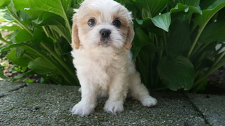 Cava-Tzu Puppy for sale in CUYAHOGA FALLS, OH, USA