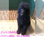 Small Photo #1 Aussiedoodle Puppy For Sale in PALATKA, FL, USA