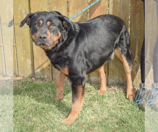 Medium Photo #3 Rottweiler Puppy For Sale in Huntley, IL, USA