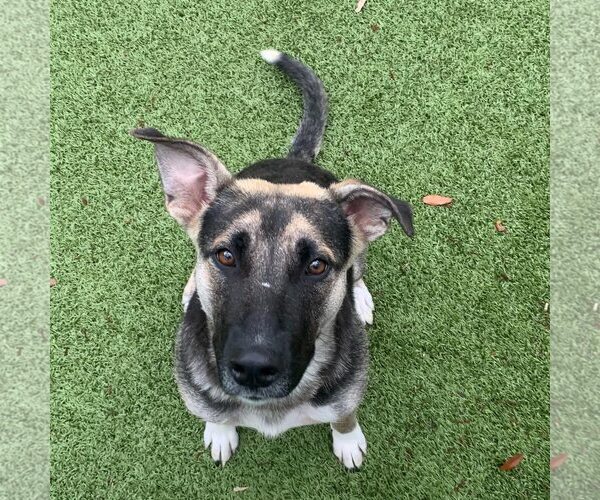 Medium Photo #1 German Shepherd Dog-Unknown Mix Puppy For Sale in Hilton Head, SC, USA