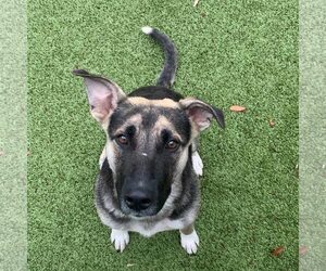 German Shepherd Dog-Unknown Mix Dogs for adoption in Hilton Head, SC, USA