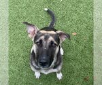 Small German Shepherd Dog Mix