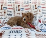 Small #4 Cavapoo (Miniature)