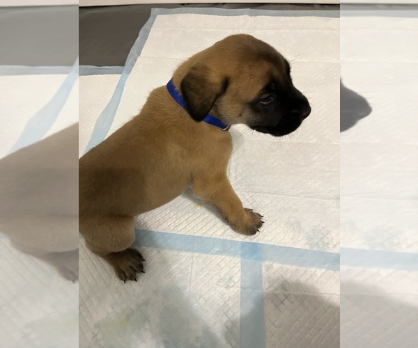 Medium Photo #1 Mastiff Puppy For Sale in NEW BEDFORD, MA, USA