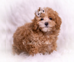 Small #2 Maltipoo (Toy)