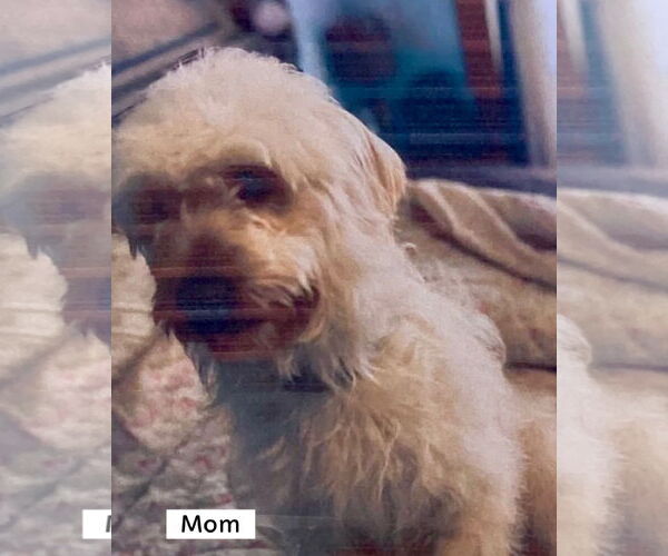 Medium Photo #3 Jack Russell Terrier-Wheaten Terrier Mix Puppy For Sale in Pottstown, PA, USA