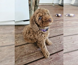 Medium Poodle (Standard)