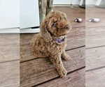 Puppy Puppy 4 Olive Poodle (Standard)