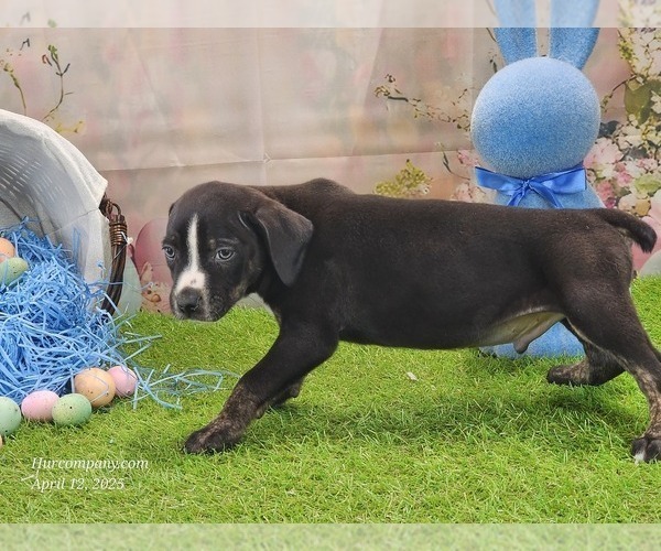 Medium Photo #7 Catahoula Leopard Dog Puppy For Sale in CUMBY, TX, USA