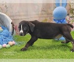 Small #6 Catahoula Leopard Dog