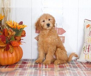 Goldendoodle (Miniature) Puppy for sale in BEL AIR, MD, USA