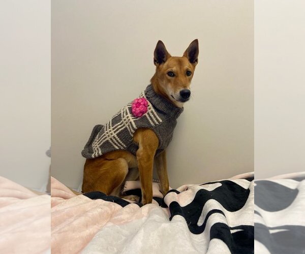 Medium Photo #2 Mutt Puppy For Sale in Calgary, Alberta, Canada
