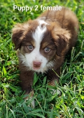 Miniature Australian Shepherd Puppy for sale in GREENBRIER, TN, USA