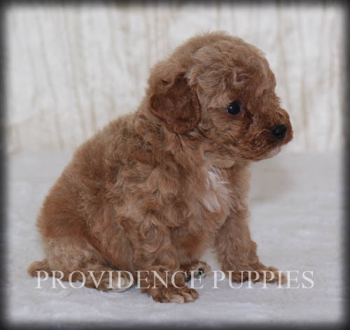 Medium Photo #1 Poodle (Miniature) Puppy For Sale in COPPOCK, IA, USA