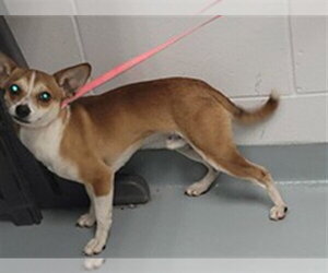 Chihuahua Dogs for adoption in St. Cloud, FL, USA