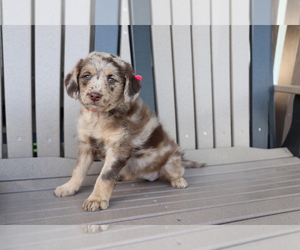 Miniature Labradoodle Dog for Adoption in SHILOH, Ohio USA