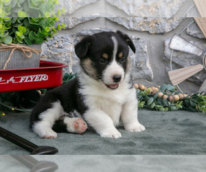 Medium Pembroke Welsh Corgi