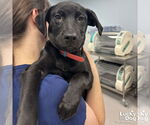 Small #1 Labrador Retriever-Retriever  Mix