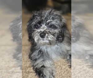 ShihPoo Puppy for sale in DYERSBURG, TN, USA