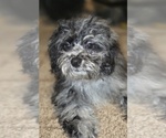 Small ShihPoo
