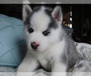 Siberian Husky Puppy for sale in THOMPSONVILLE, MI, USA