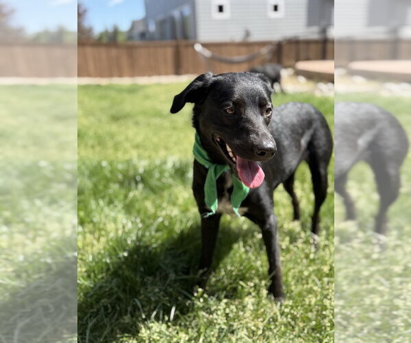 Medium Photo #2 Labrador Retriever-Unknown Mix Puppy For Sale in Lakewood, CO, USA