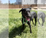 Small #1 Labrador Retriever Mix