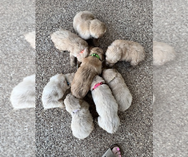 Medium Photo #1 Golden Retriever Puppy For Sale in CHINA SPRING, TX, USA