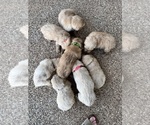 Image preview for Ad Listing. Nickname: Litter of 7