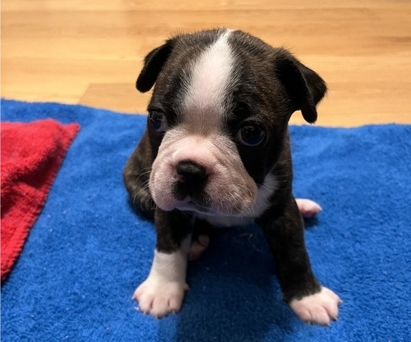 Medium Photo #9 Boston Terrier Puppy For Sale in BURLESON, TX, USA