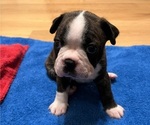 Small #8 Boston Terrier